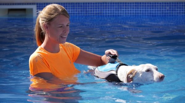Doggy Fitness - Schwimmweste für den Hund