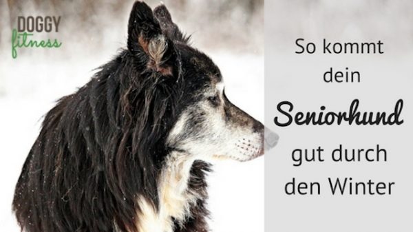 So kommt dein Seniorhund gut durch den Winter - inklusive Übungsanleitungen