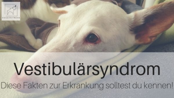 Vestibularsyndrom beim Hund Diese Fakten zur Erkrankung solltest du