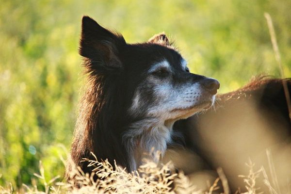 Ein alter Hund braucht häufig Unterstützung im Alltag. Ich verrate dir sieben Dinge, mit denen du sein Leben enorm erleichtern kannst.
