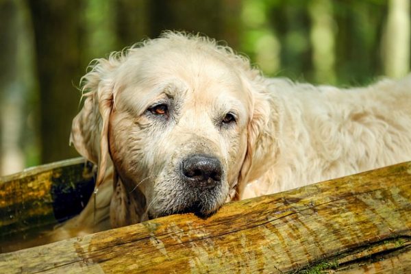 Der Gesundheitscheck für ältere Hunde ist unverzichtbar, um Erkrankungen frühzeitig zu erkennen. Erfahre hier, was genau untersucht wird.